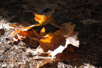 Bigleaf Maple, Beaverton, OR