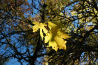 Bigleaf Maple