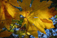 Bigleaf Maple