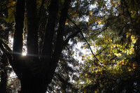 Bigleaf Maple, Rood Bridge Park, Hillsboro, OR