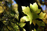 Bigleaf Maple and hemlock, Hillsboro, OR