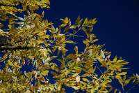 Elm tree, Rood Bridge Park, Hillsboro, OR