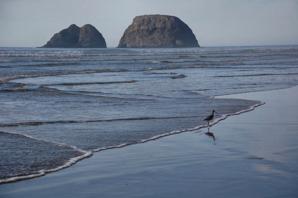 Oceanside, OR Long-billed Dowitcher Every visit to Oceanside beach the shore is different from the last. This is the first time seeing a Long-billed Dowitcher.