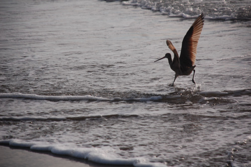 Oceanside, OR Long-billed Dowitcher Oceanside, OR Long-billed Dowitcher