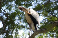 Stork grooming above us in a tree, Jurong Bird Park, Singapore