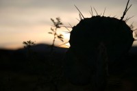 Prickly Pear Cactus, dawn at Bell Rock near Sedona, Arizona