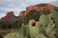 Prickly Pear Cactus fruit, dawn at Bell Rock near Sedona, Arizona
