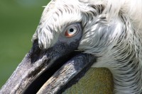 Pelican, Jurong Bird Park, Singapore