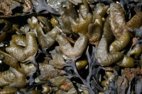 Bladderwort, Vancouver Island BC