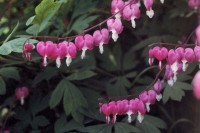 Bleeding Heart, Springtime in Kingston, ON Canada