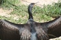 Cormorant drying out its wings at the Jurong Bird Park, Singapore