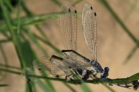 Damselflies, Airdrie, Alberta