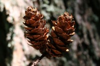 Douglas fir cones, Salt Spring Island, BC
