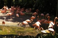 Flamingos at the Jurong Bird Park, Singapore
