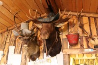 Theme display with antiques and creepy maniquins, Rowley, Alberta Museum bar