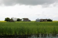 Dukhobor Land, Canola field near Blaine Lake, Saskatchewan