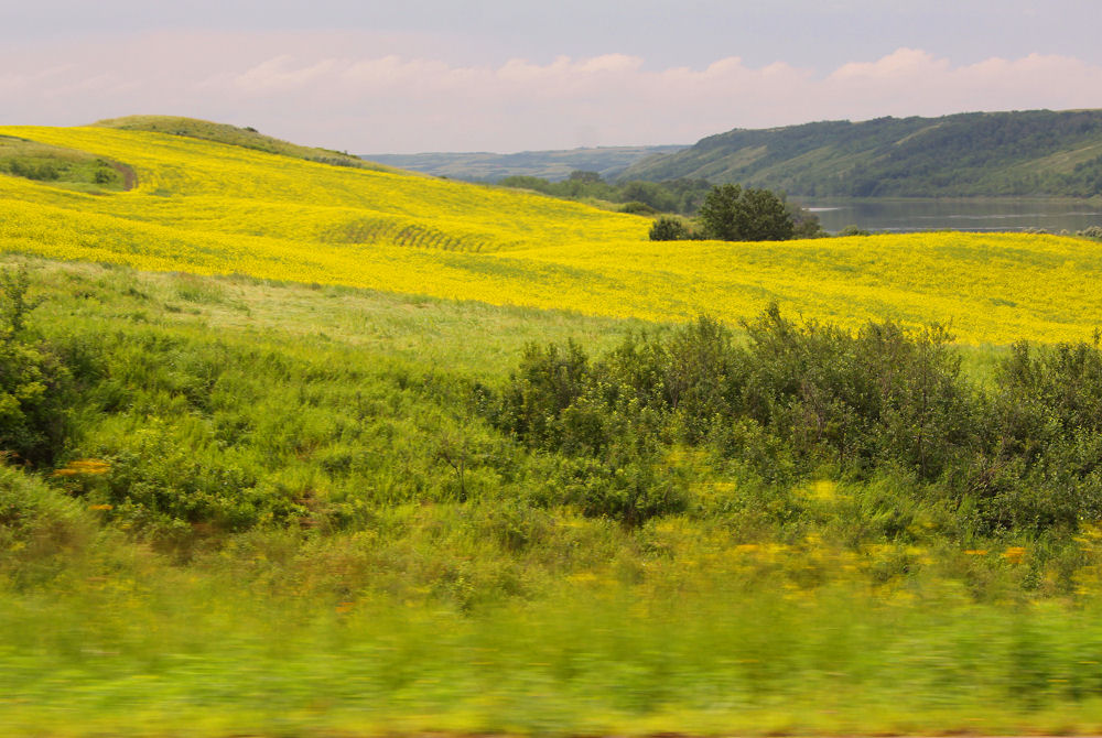Canola fields by the North Saskatchewan River, Petrofka Bridge Canola fields by the North Saskatchewan River, Petrofka Bridge