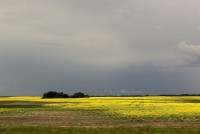 Canola field near Blaine Lake, Saskatchewan