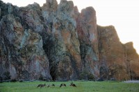 Deer grazing at Smith Rock State Park, Redmond, OR