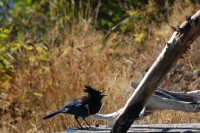 Stellars Jay photo sessions, Nimkish Lake campsite, BC