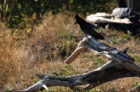 Stellars Jay photo sessions, Nimkish Lake campsite, BC