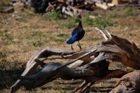 Stellars Jay, Nimkish Lake campsite, BC