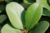 Boxwood leaves, Dallas, TX