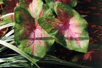 Caladium leaves, Lewisville, TX