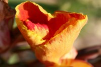 Canna Lily flower, Lewisville TX