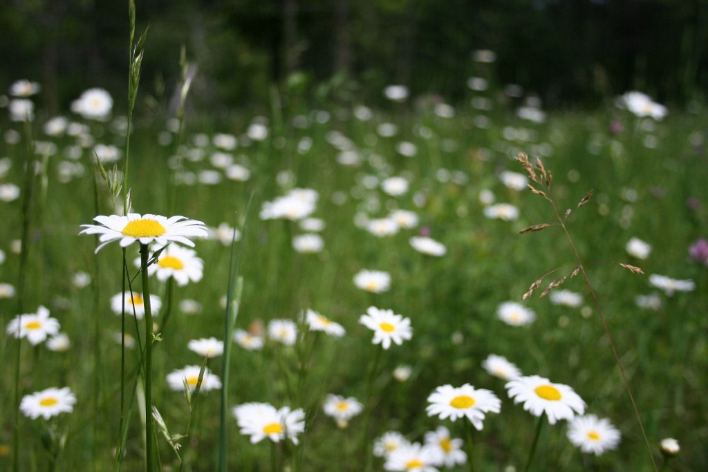 Daisies, Stony Swamp Trail, Ottawa, ON