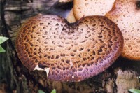 Large mushroom, Kingston, ON