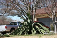 Flowering Agave, Dallas TX