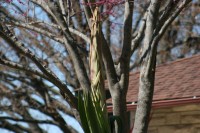  Agave flower detail, spike over 8 ft tall