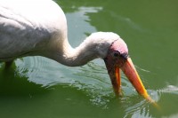 Stork feeding in a pond at the Jurong Bird Park, Singapore