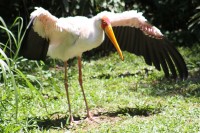 Stork, Jurong Bird Park, Singapore