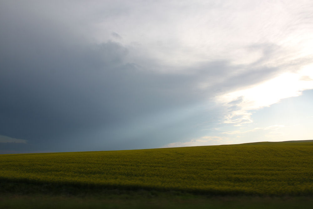 Alberta prairie - Canola fields, sunset and storm Alberta prairie - Canola fields, sunset and storm