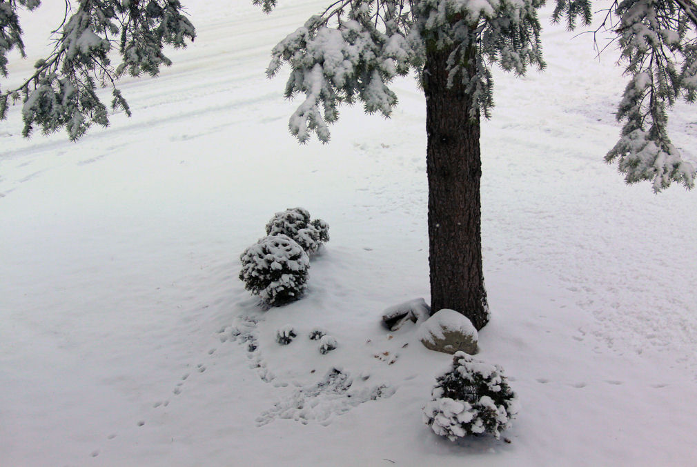 First snow, Ottawa, Ontario First snow, Ottawa, Ontario