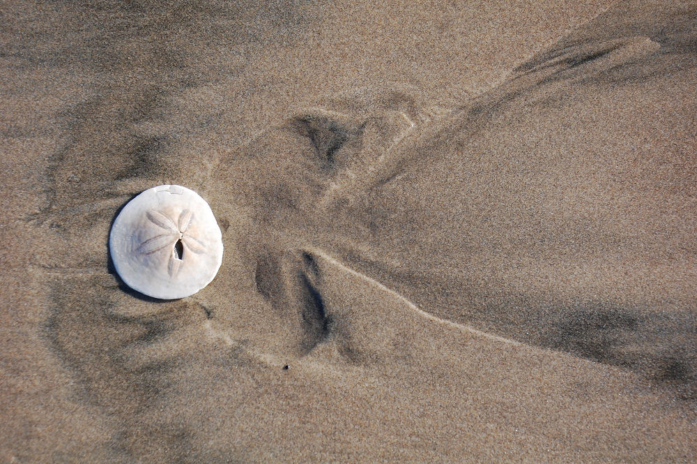 Sand patterns formed by washing away around a sand dollar, Oceanside, OR beach Sand patterns formed by washing away around a sand dollar, Oceanside, OR beach