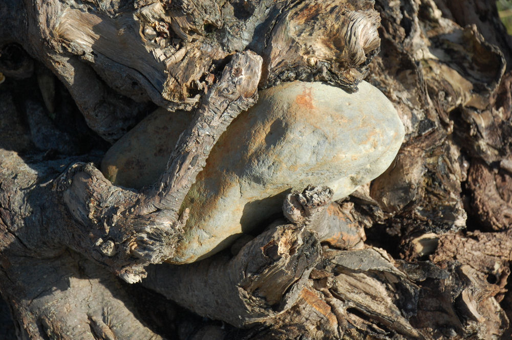 Roots have grown around a rock, driftwood, Oceanside, OR beach Roots have grown around a rock, driftwood, Oceanside, OR beach