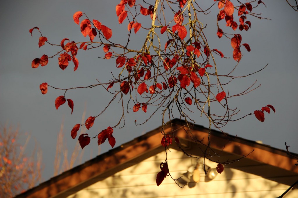 It's been rainy and dark all day, but as the sun sets it pokes through and shines on autumn leaves against a stormy eastern sky