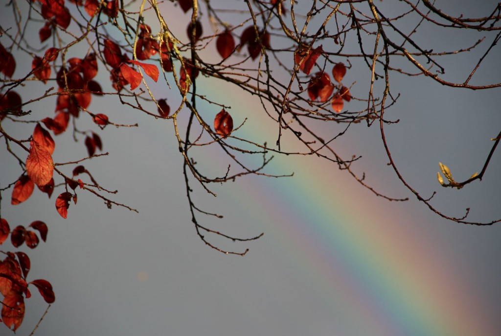 Rainbow and few remaining sand-cherry leaves, Hillsboro OR