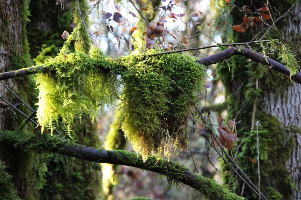Moss season, Tualatin Hills Nature Park, Beaverton, OR