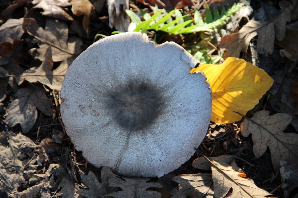 Mushroom, Rood Bridge Park, Hillsboro, OR