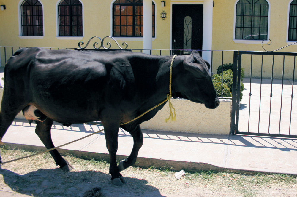 Cow wandering the streets of San Antonio, Mexico
