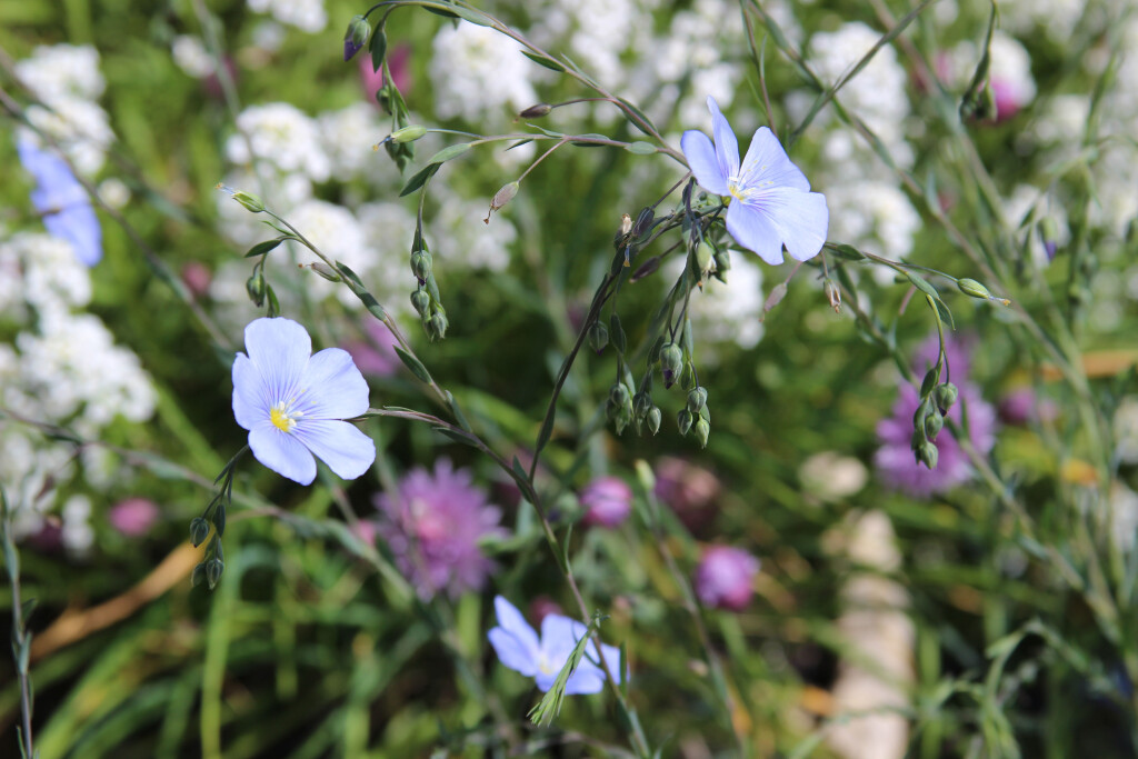 Flax, allysum and chives flowers, Hillsboro OR garden