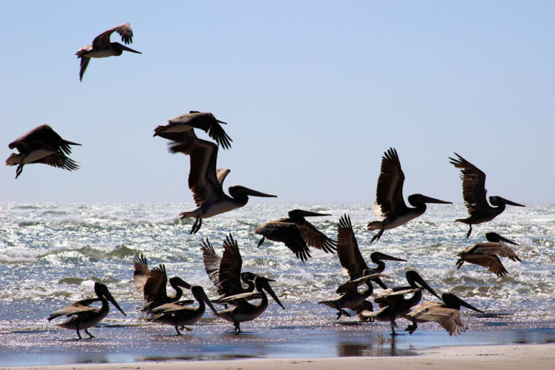 Pelicans, Oceanside beach, OR